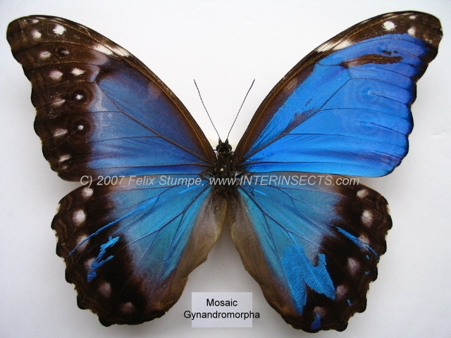 Morpho didius gynandromorph (202) (Internet Image property of respective owner, non-commercial use only)